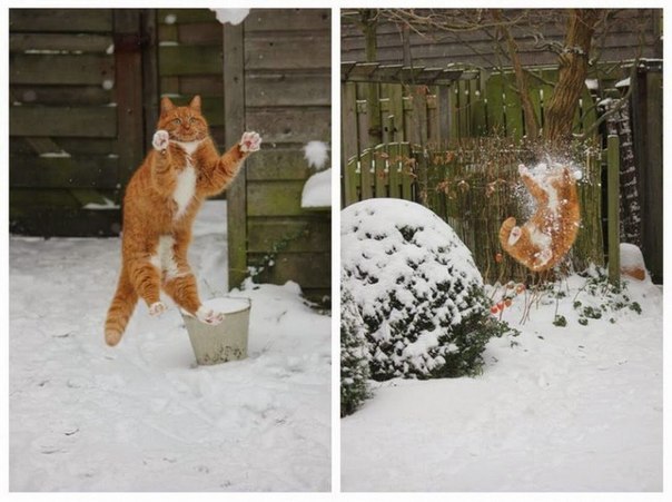 Кот и снежок