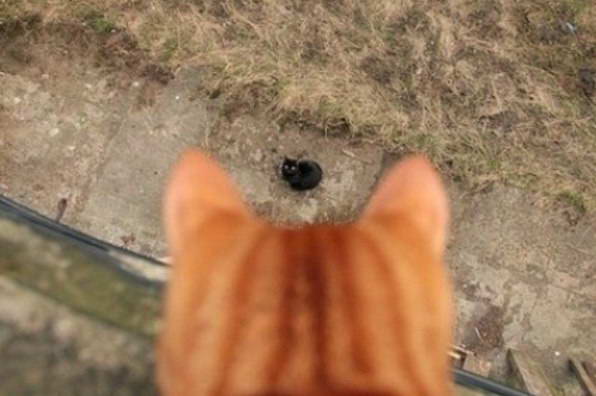 Кот смотрит сверху