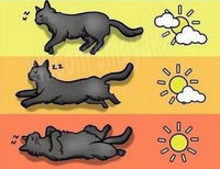Определяем погоду по коту