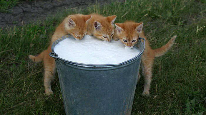 Котята и ведро молока