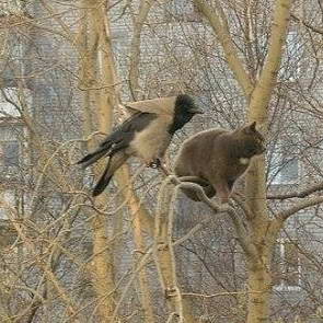 Кот и ворона на дереве