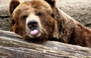 Медведь показывает язык