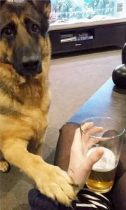 Собака и пиво