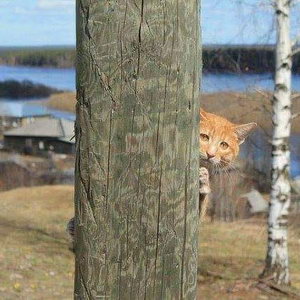 Кот за деревом