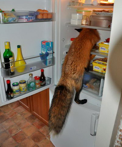 FireFox в холодильнике