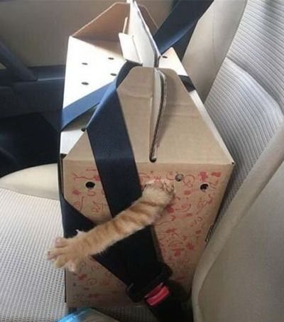 Перевозка кота в машине