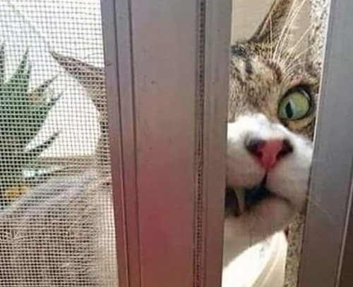 Кот в двери