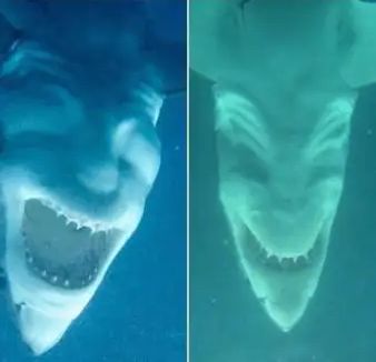 Большая белая акула вид снизу