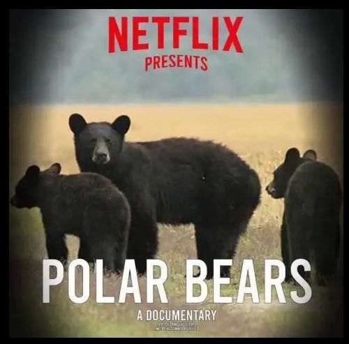 Полярные медведи от Netflix
