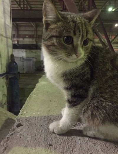 Коты производственники