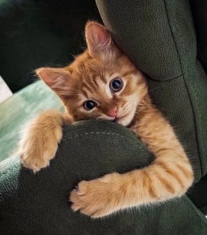 Кот