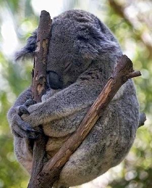Коала
