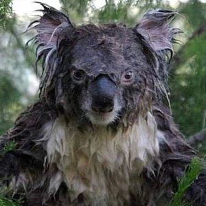 Мокрая коала