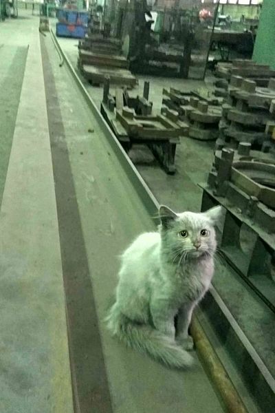 Коты производственники