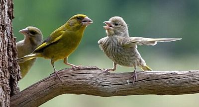 ��� �����